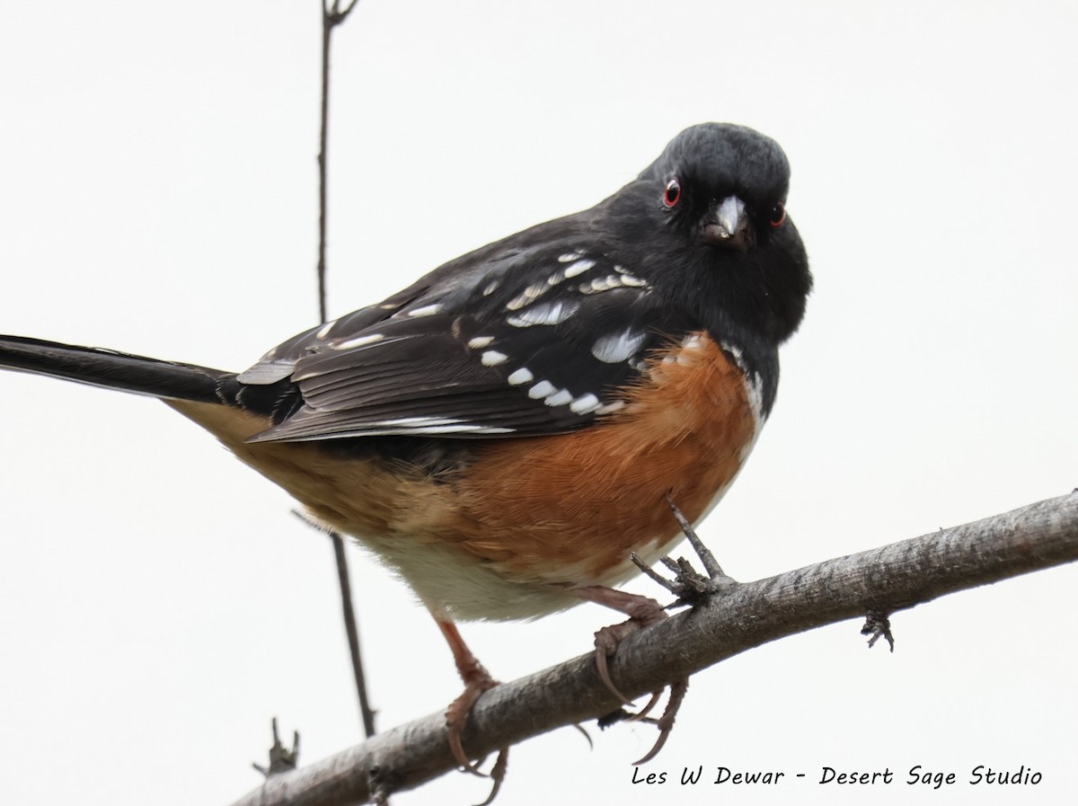 flekktovi - ML650481807