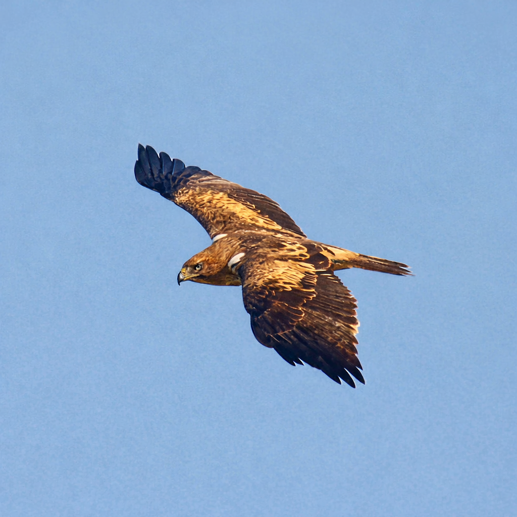 Aquila minore - ML650482101