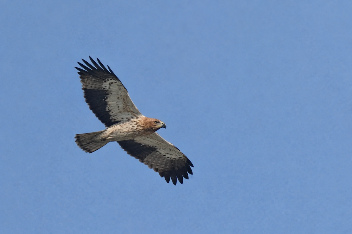 Aquila minore - ML650482103