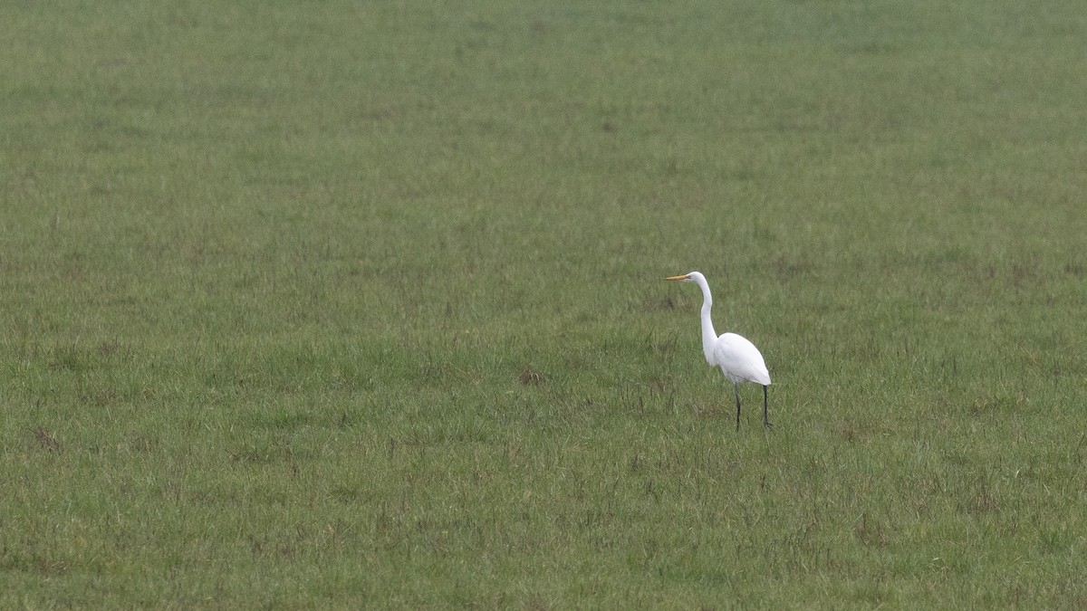 Great Egret - ML650483141