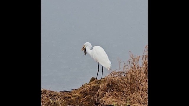 Great Egret - ML650483228