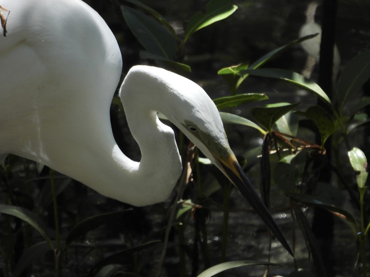 Great Egret - ML650483308