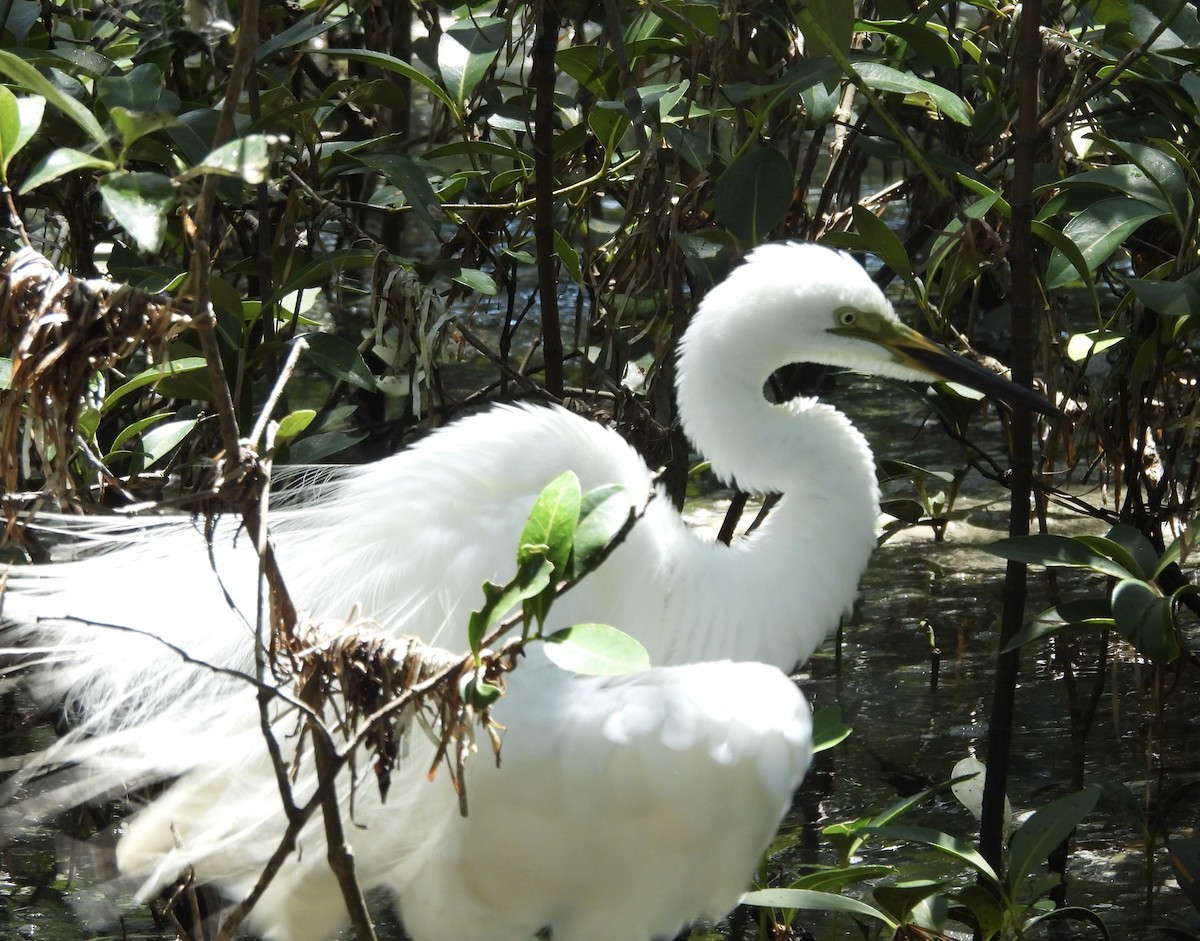 Great Egret - ML650483310