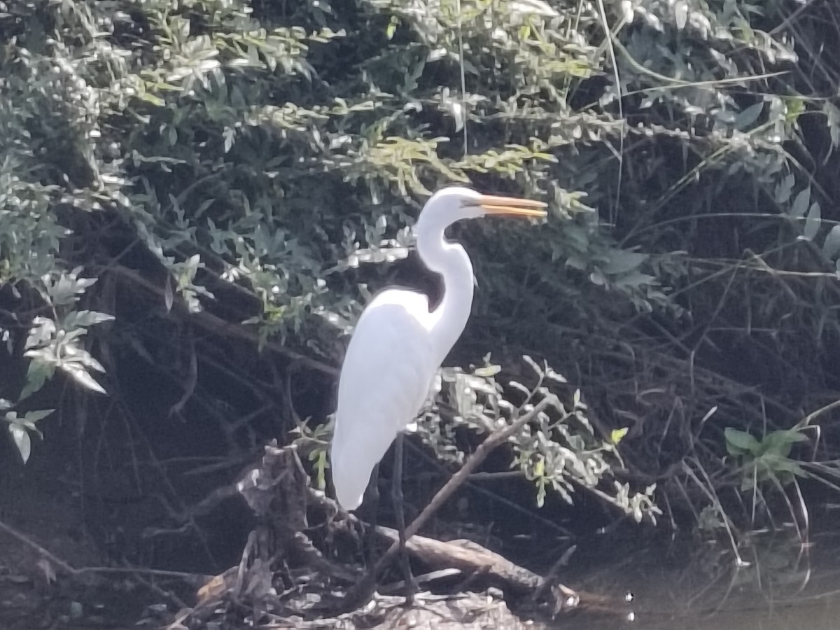 Great Egret - ML650483492