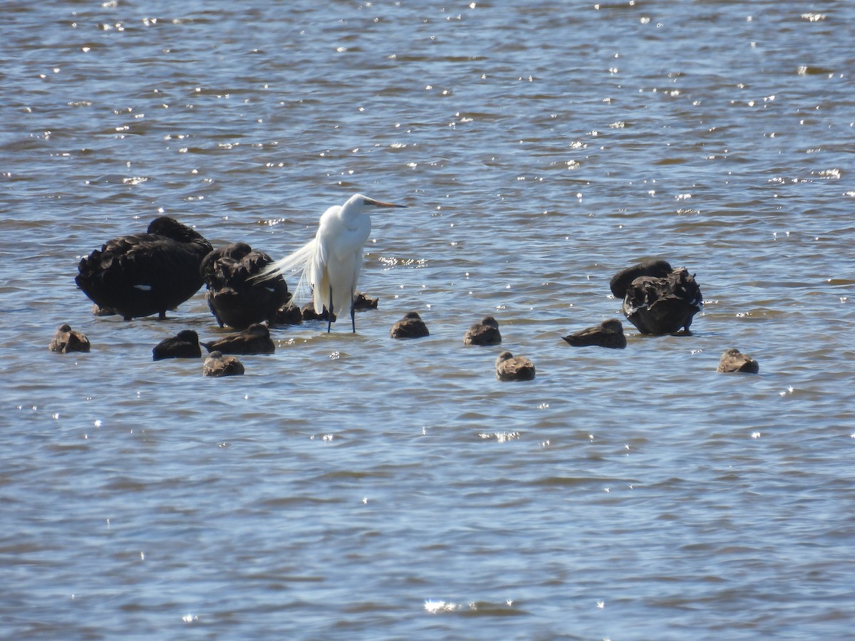 Great Egret - ML650483584