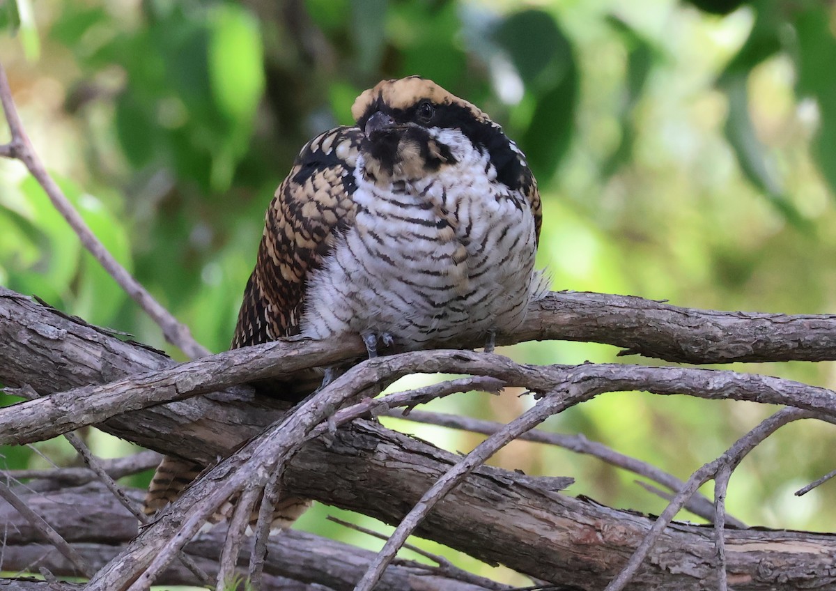 eBird Checklist - 5 Feb 2026 - 2 Tauss Place, Bruce, Australian Capital ...