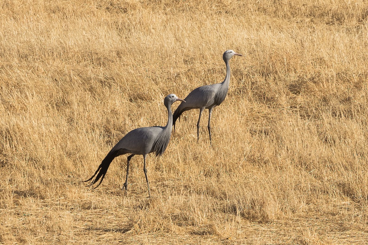 Blue Crane - ML650483644