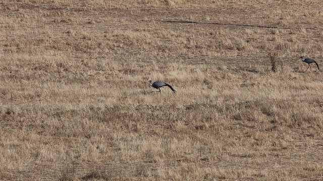 Blue Crane - ML650483647