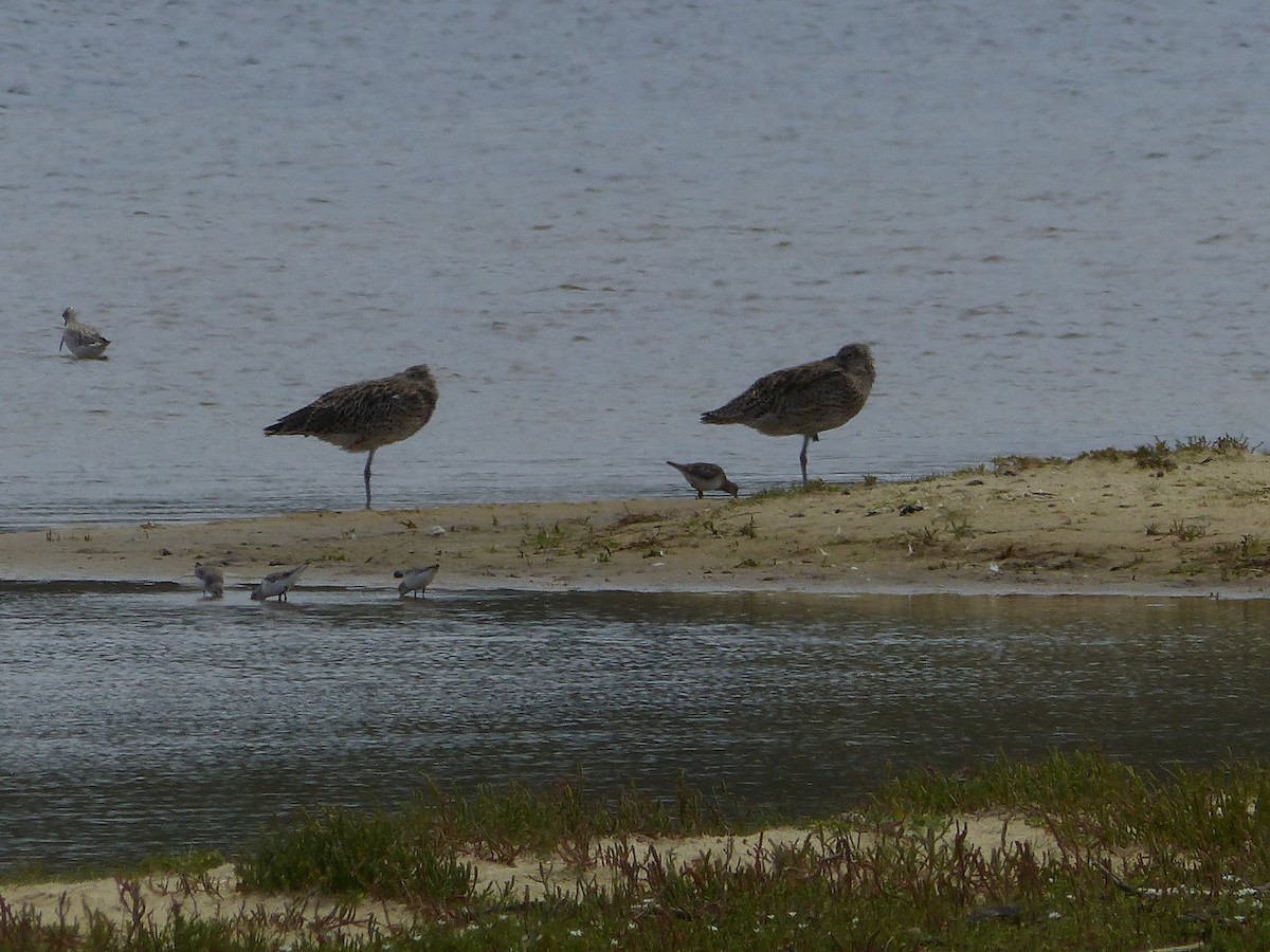 Txirri pektorala - ML650483737