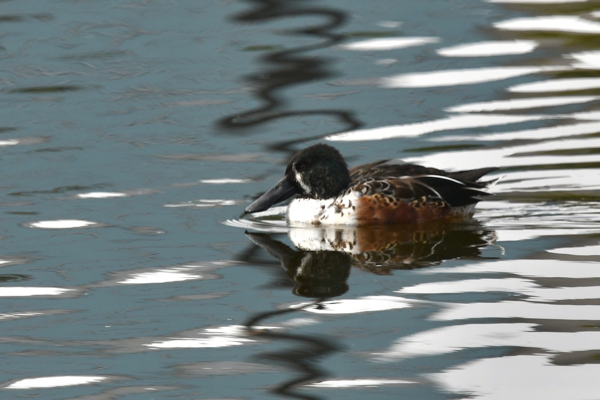 Широконоска - ML650483832