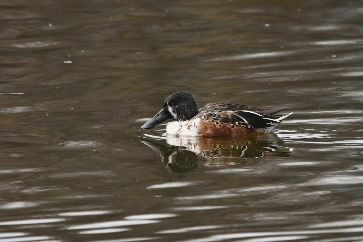 Широконоска - ML650483844