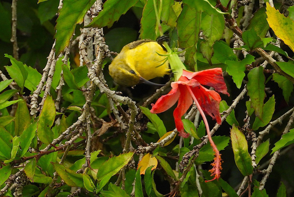 Sahul Sunbird - ML650484047