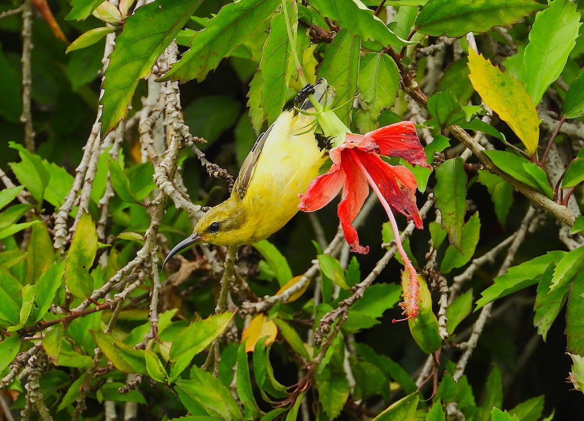 Sahul Sunbird - ML650484048