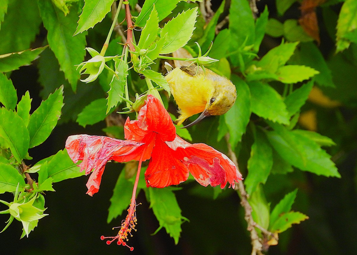 Sahul Sunbird - ML650484051