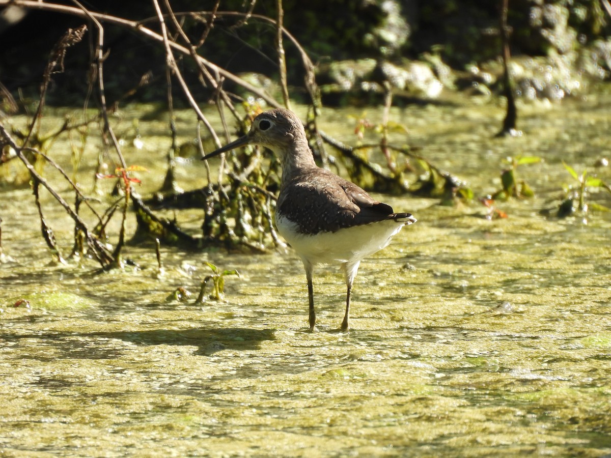 Einsiedelwasserläufer - ML650484179