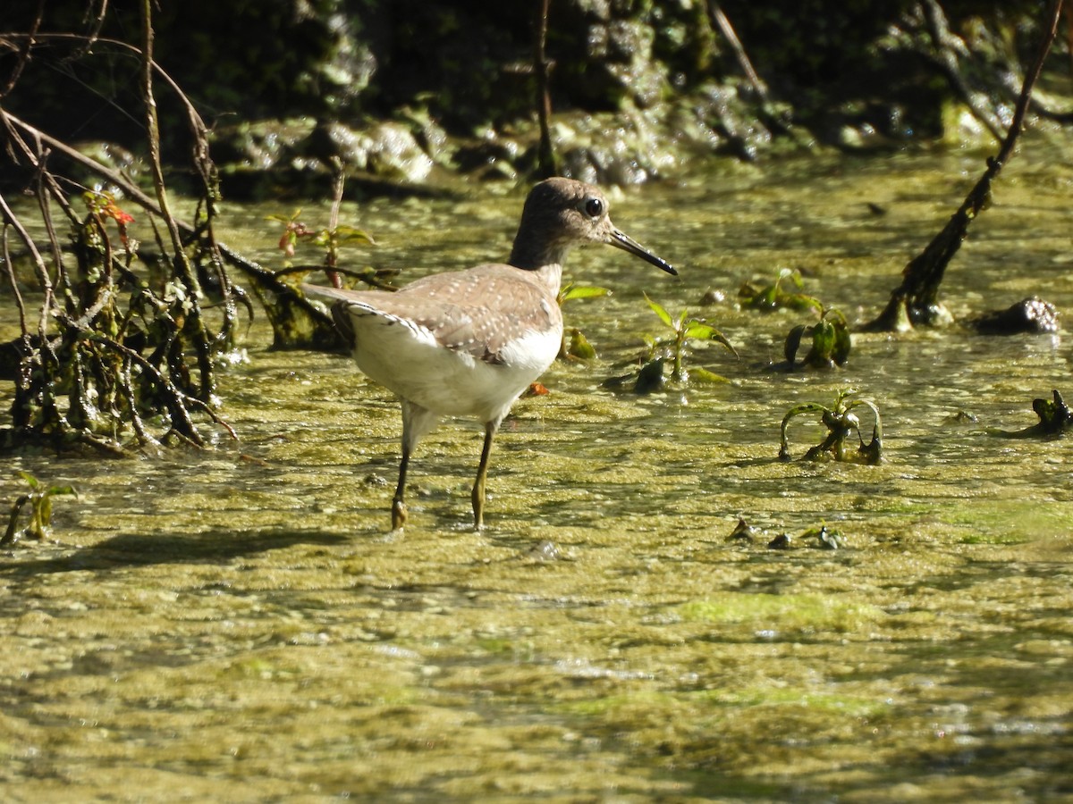 Einsiedelwasserläufer - ML650484191