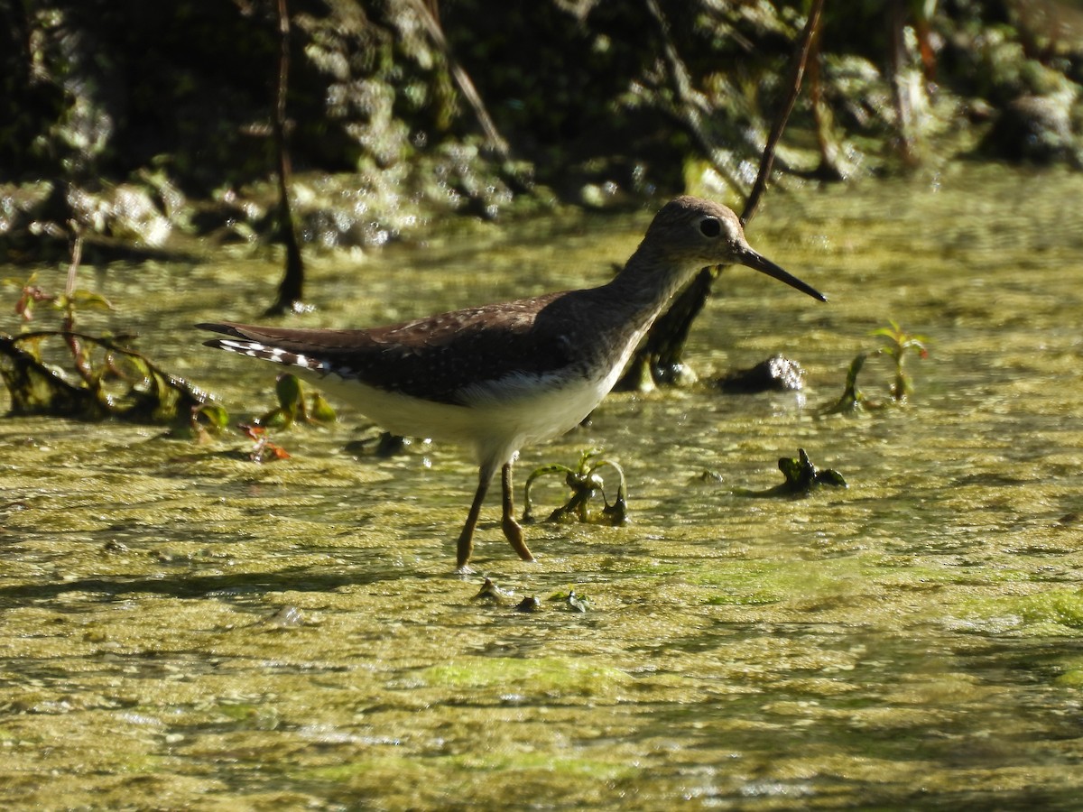 Einsiedelwasserläufer - ML650484192