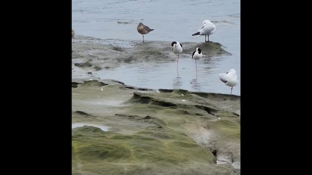 Грицик малий - ML650484245