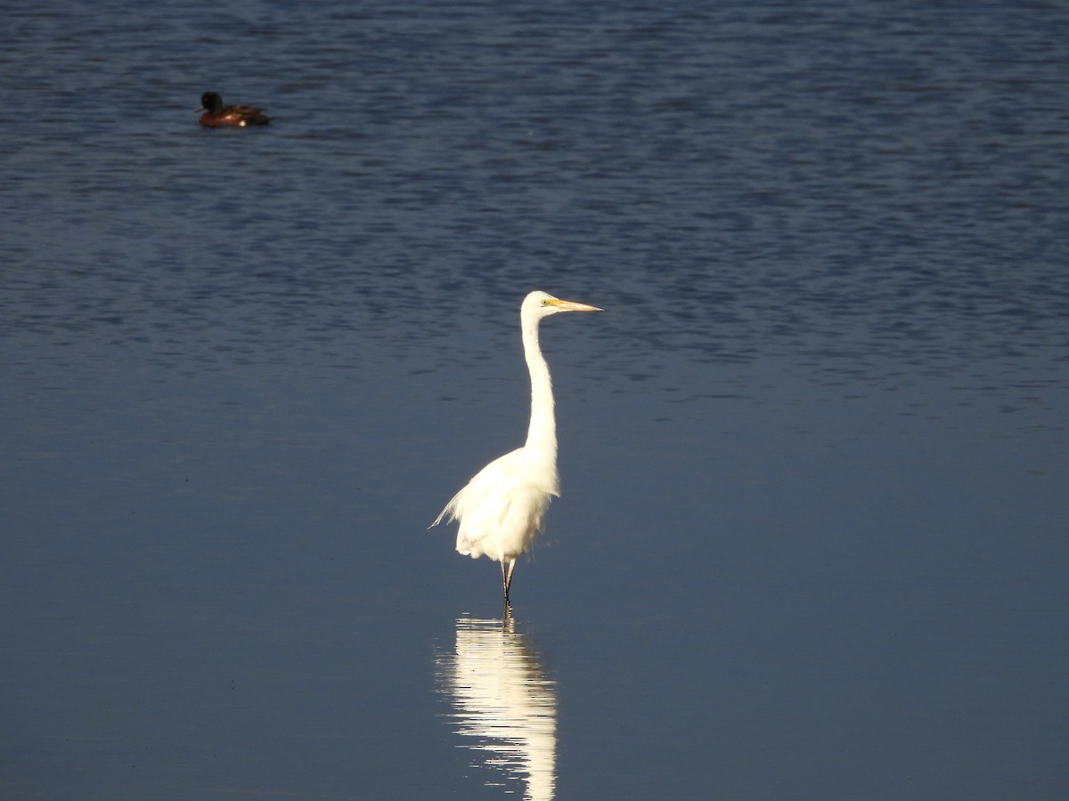 Great Egret - ML650484419