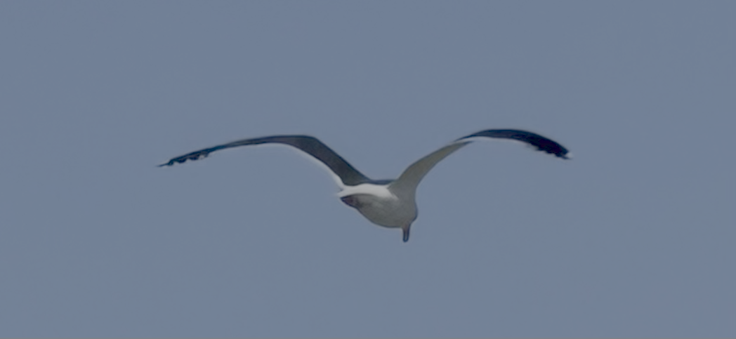 gull sp. - ML650484523