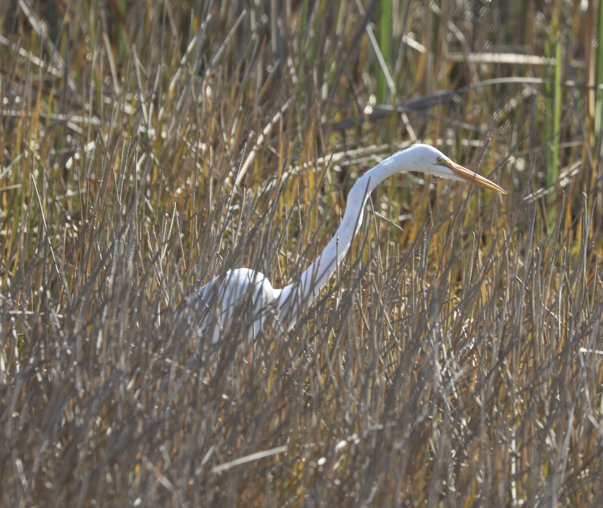 Great Egret - ML650484651
