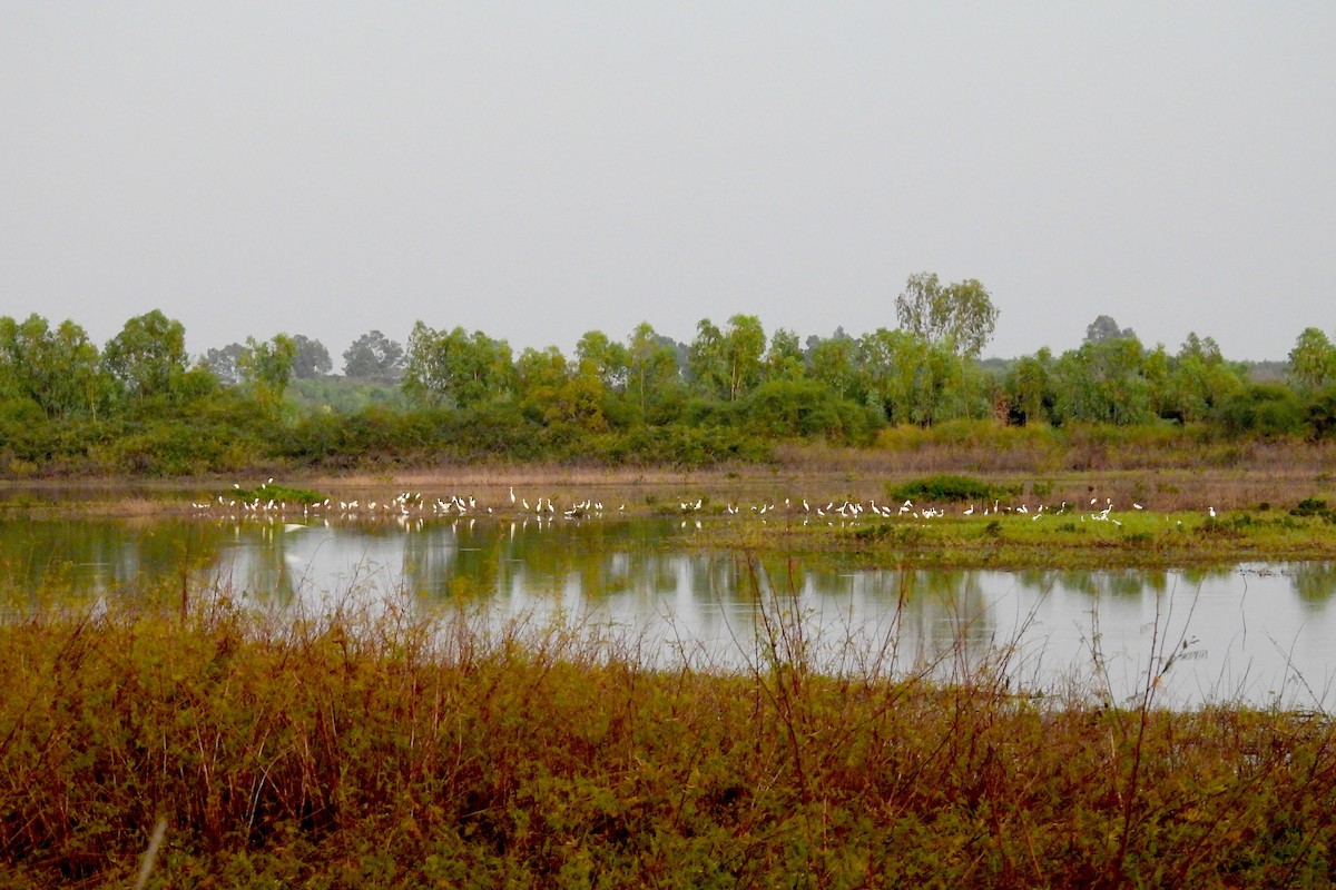 Great Egret - ML650484801