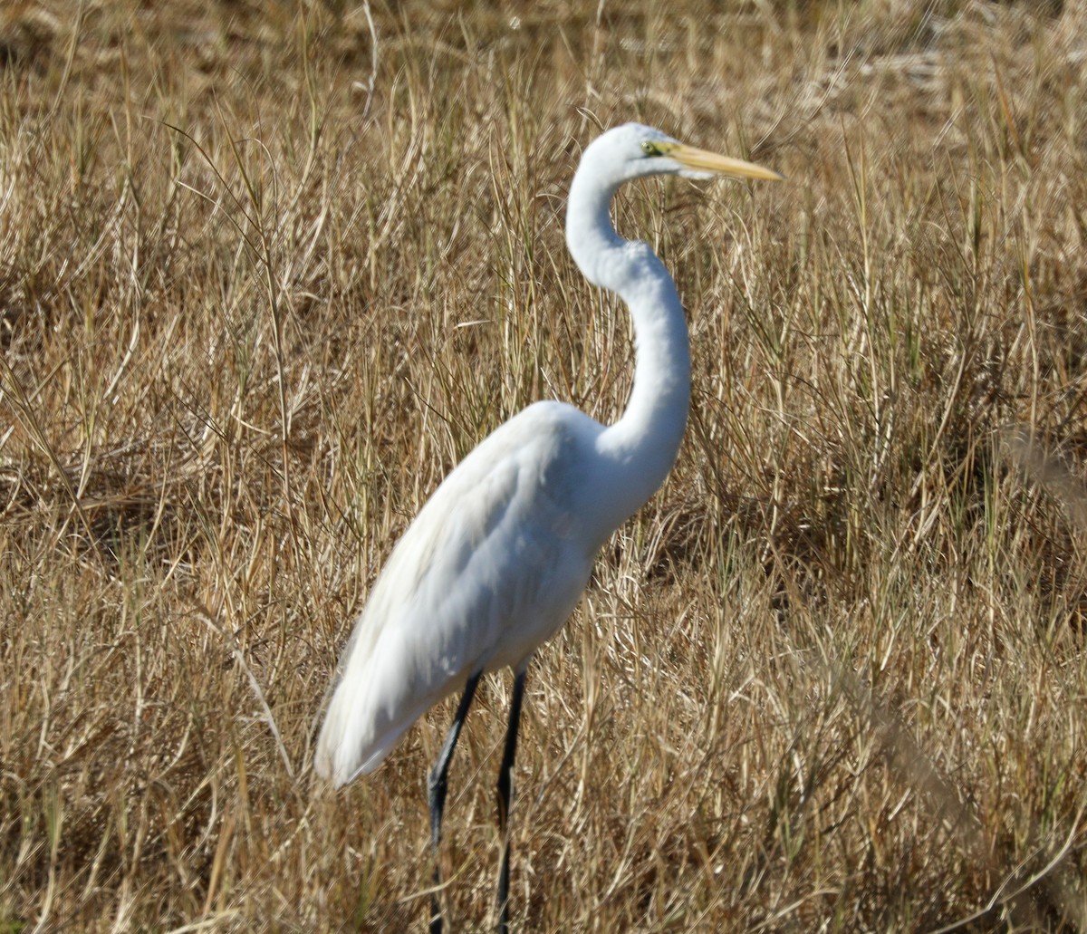 Great Egret - ML650484954