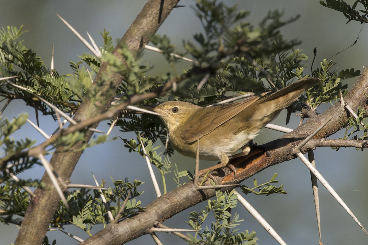 River Warbler - ML650485046