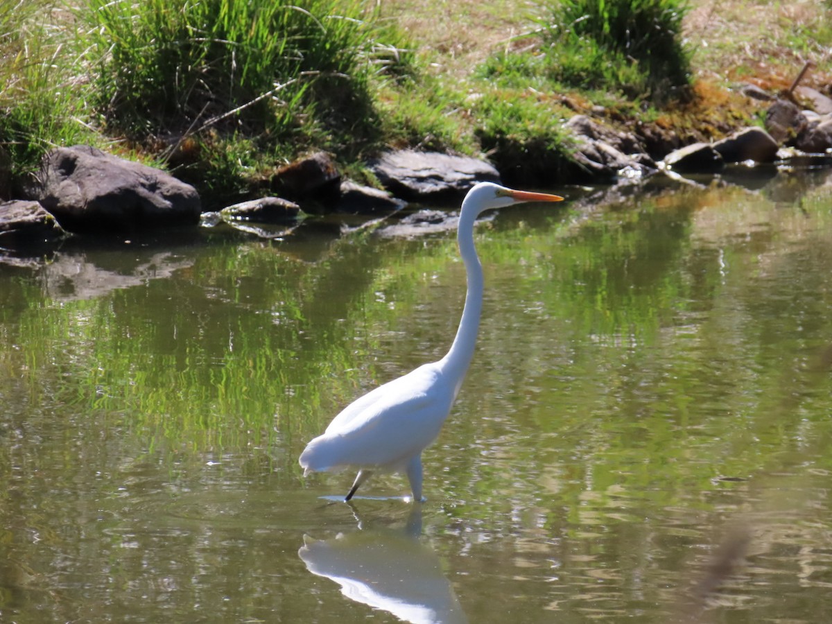 Great Egret - ML650485354