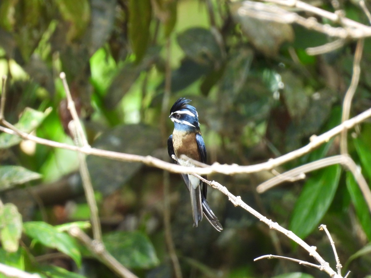 Whiskered Treeswift - ML650485656