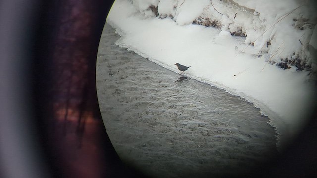 Grauwasseramsel [mexicanus-Gruppe] - ML650485683