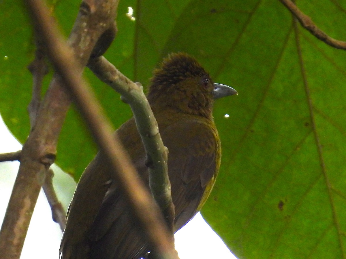 gusjebylbyl (haynaldi) - ML650485696