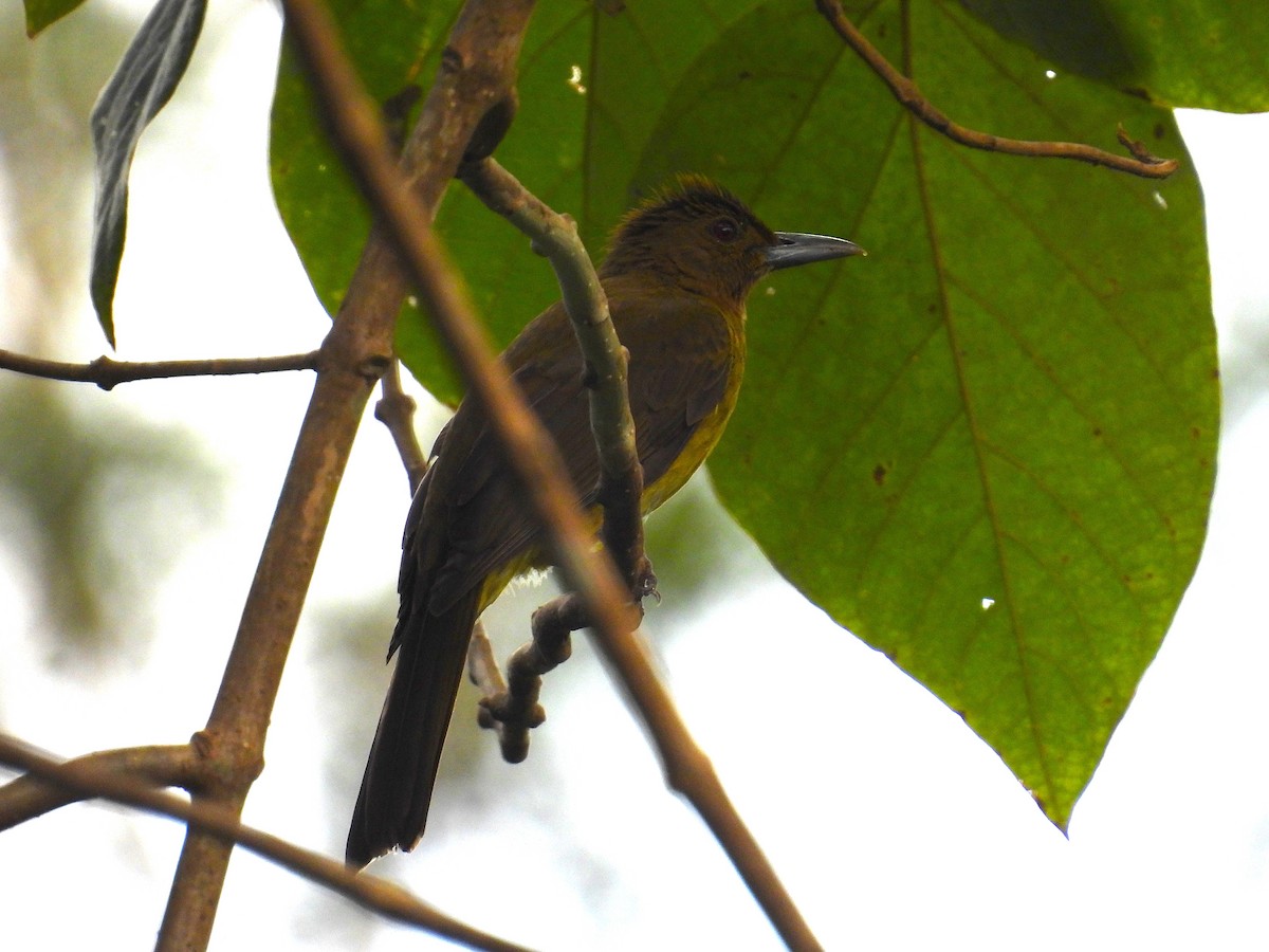 gusjebylbyl (haynaldi) - ML650485697