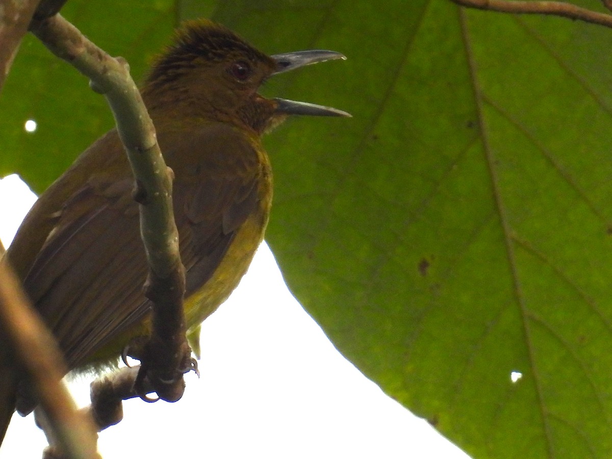 gusjebylbyl (haynaldi) - ML650485698