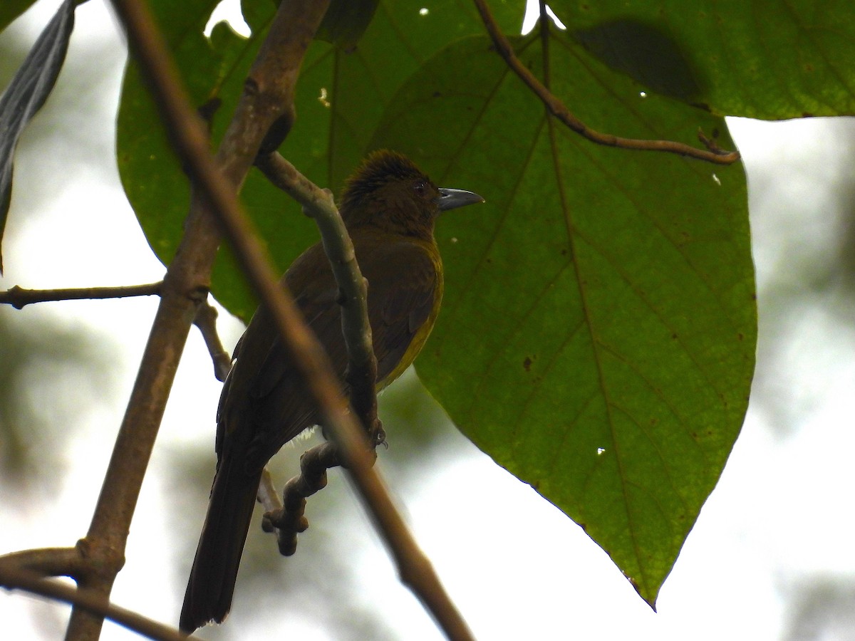 gusjebylbyl (haynaldi) - ML650485699