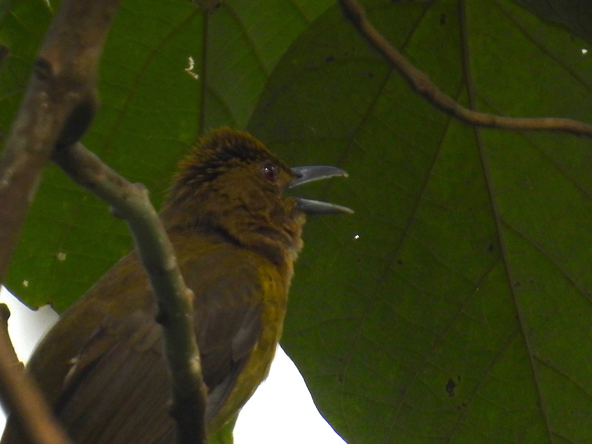gusjebylbyl (haynaldi) - ML650485700