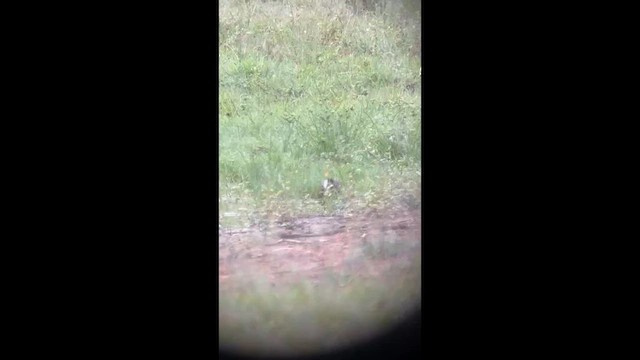 Мальованець австралійський - ML650485722