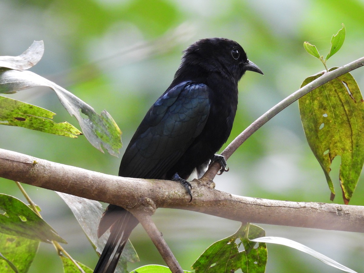 Philippine Drongo-Cuckoo - ML650485745