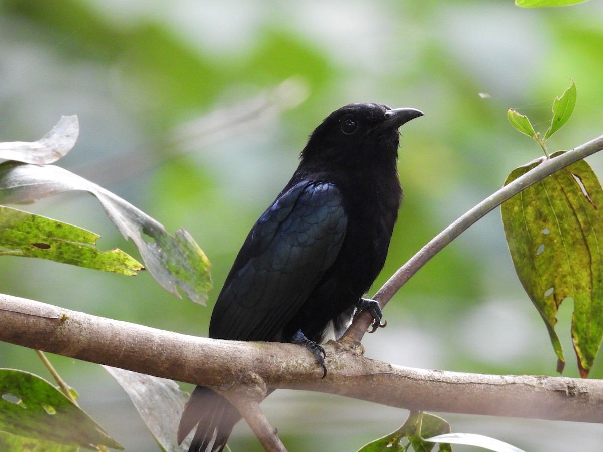 Philippine Drongo-Cuckoo - ML650485746