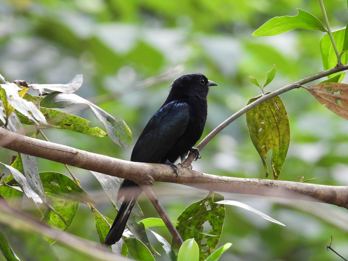Philippine Drongo-Cuckoo - ML650485747