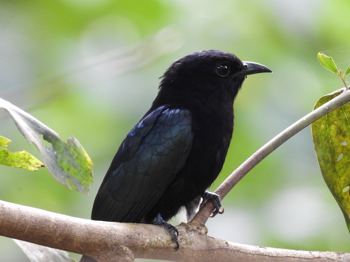 Philippine Drongo-Cuckoo - ML650485748