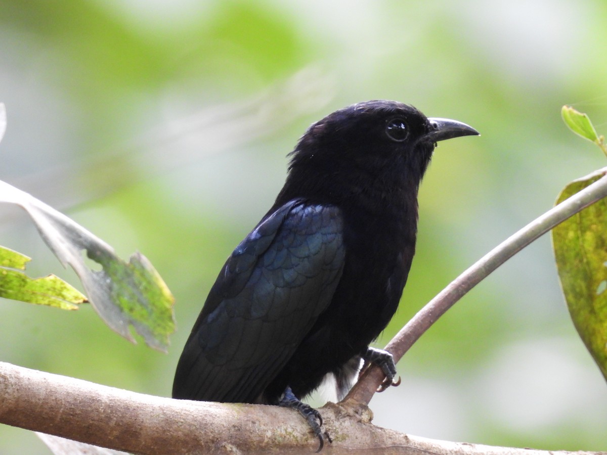 Philippine Drongo-Cuckoo - ML650485749