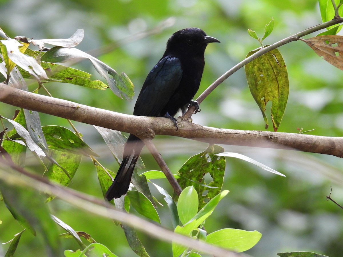 Philippine Drongo-Cuckoo - ML650485750