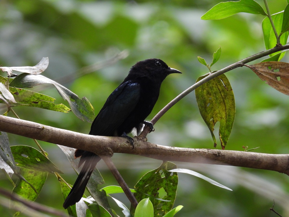 Philippine Drongo-Cuckoo - ML650485751