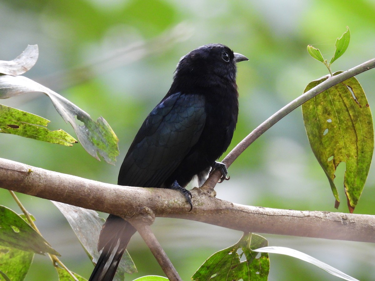 Philippine Drongo-Cuckoo - ML650485752