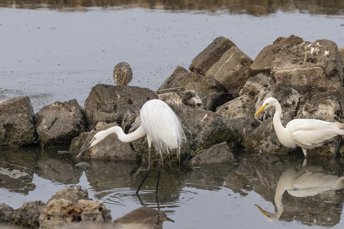 Great Egret - ML650485782