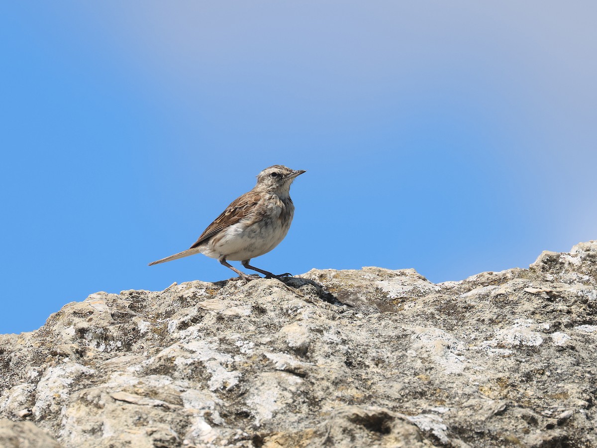 linduška novozélandská - ML650485806