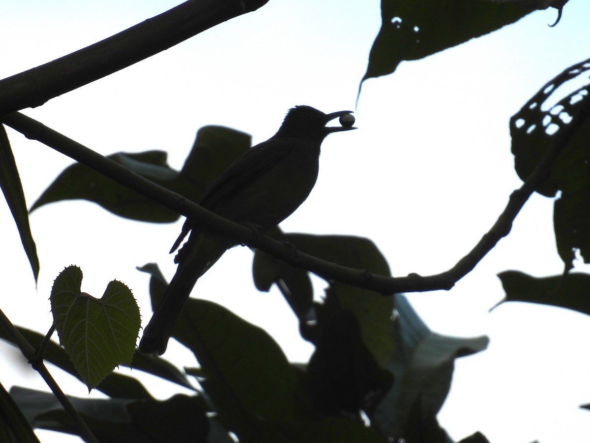 gusjebylbyl (haynaldi) - ML650485880