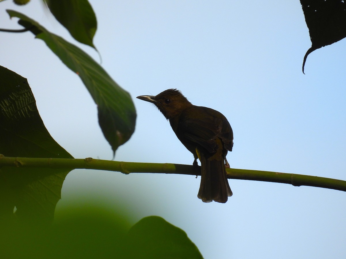 gusjebylbyl (haynaldi) - ML650485881