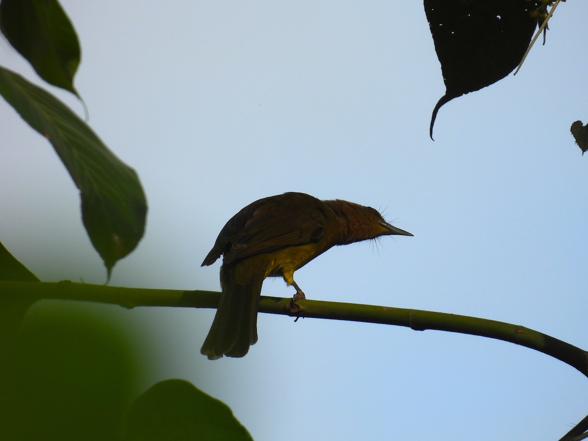 gusjebylbyl (haynaldi) - ML650485882